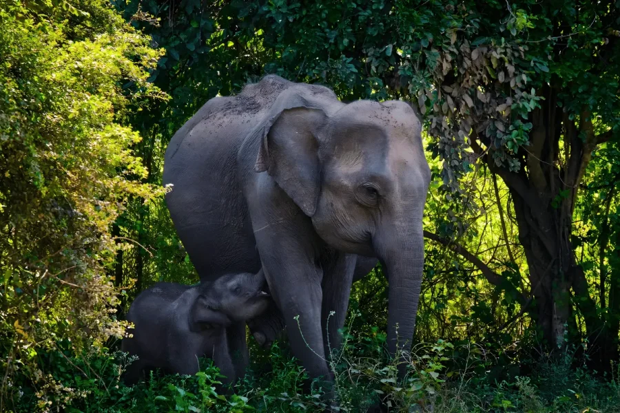 Sigiriya Kandy Ella Udawalawe scenic tour