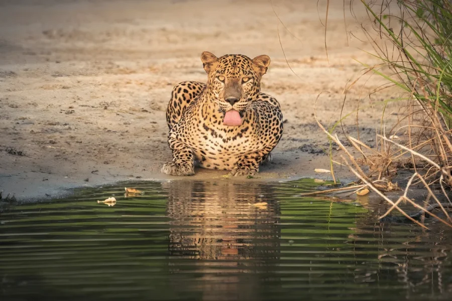 Sri Lanka hill country wildlife beach tour