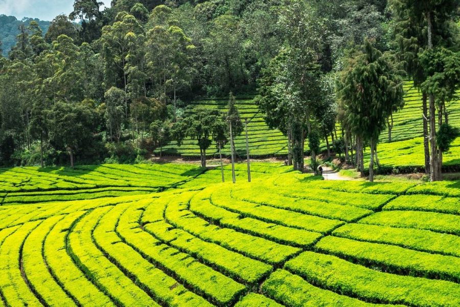 Sri Lanka cultural wildlife train tour