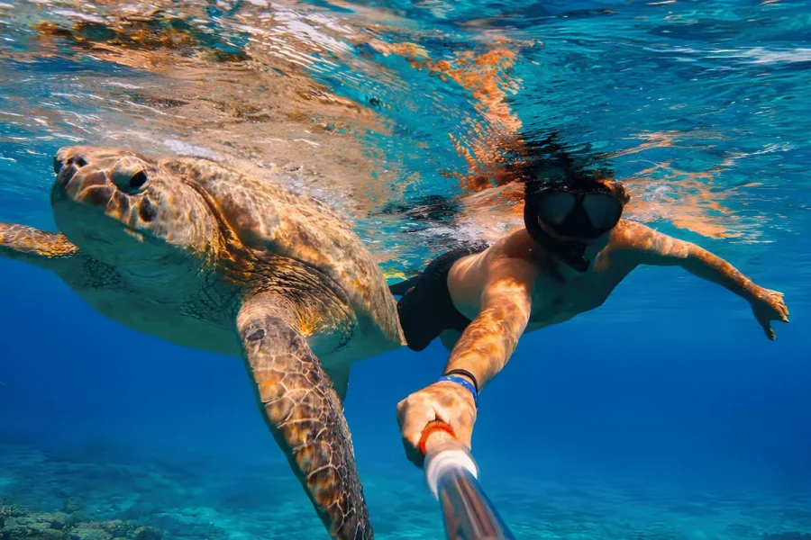 Mirissa Turtle Snorkeling Experience