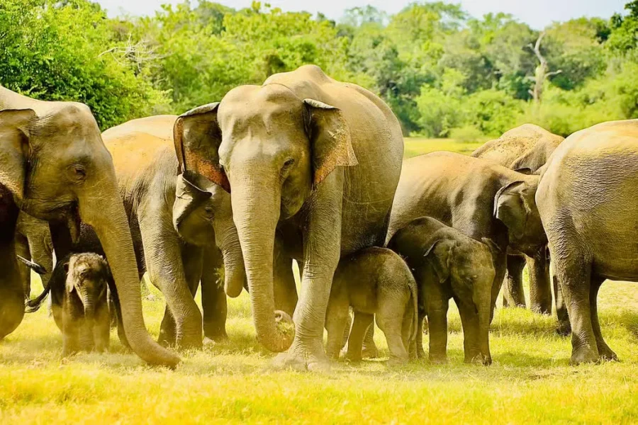 Minneriya National Park Private Jeep Safari