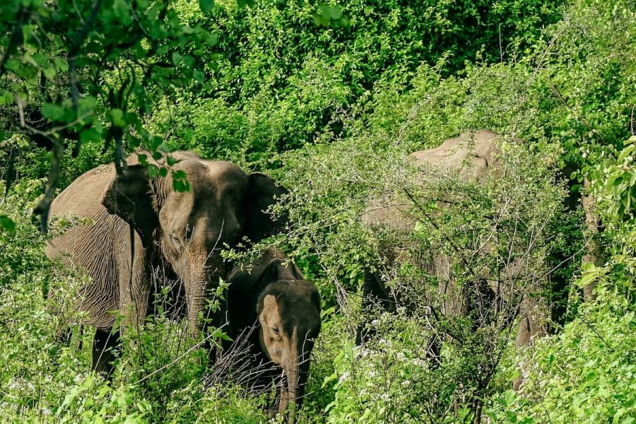 Tira-Travels-Sri-Lanka-Tour-Package