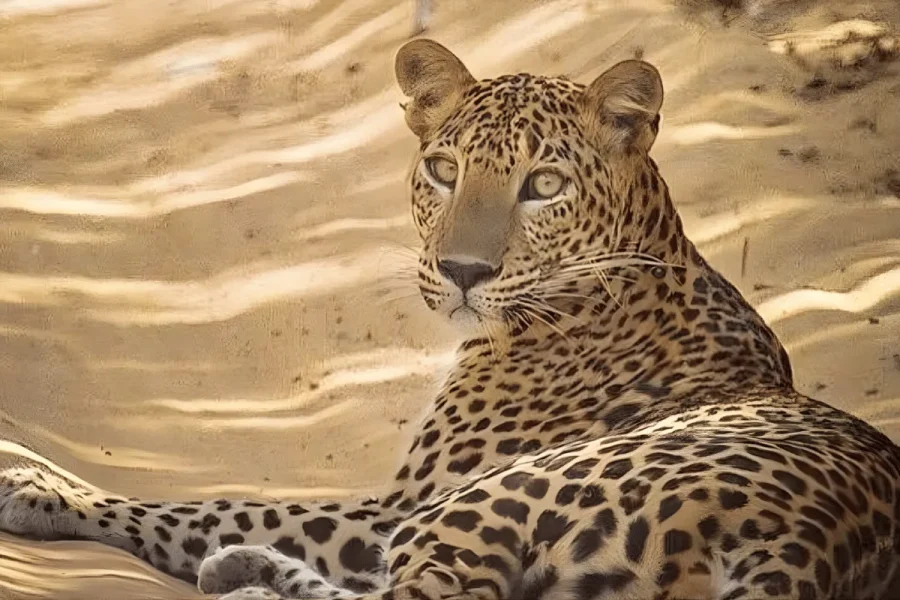 Sri Lanka 2 day tour by Safe-Tours