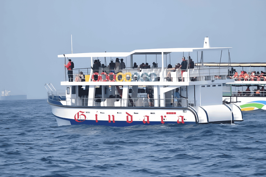 Mirissa Whale Dolphin Watching Cruise