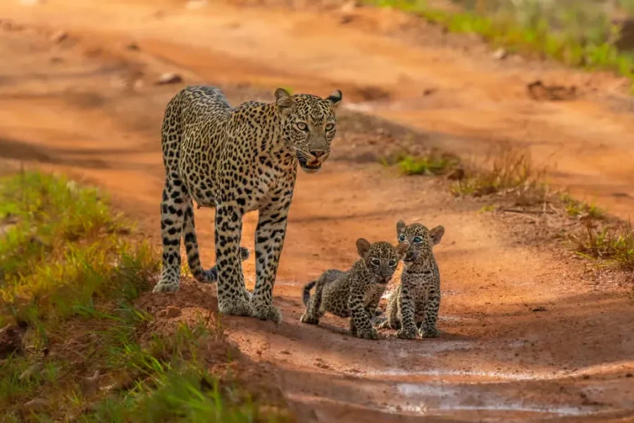 Yala National Park Leopard Safari Experience